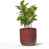 TOODAY Theeplant in pot Jenny rood/bruin