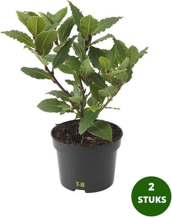 2 planten eetbare Laurier - keukenlaurier - Laurus nobilis - potmaat 9cm