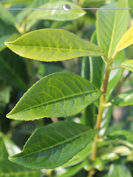 Laurier Prunus Caucasica 100-120 cm in Pot, 30x Haagplant
