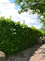 Laurier Prunus Rotundifolia 60-80 cm in Pot, 30x Haagplant