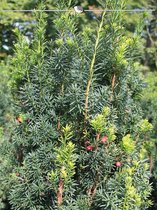 Venijnboom Taxus media Hicksii 60-80 cm in Pot, 3x Haagplant