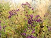 6 x Aster novae-angliae 'Purple Dome' - Aster d'automne - Pot 9x9 cm - Floraison d'automne