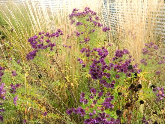 Foto: 6 x aster novae angliae purple dome herfstaster pot 9x9 cm najaarsbloeier