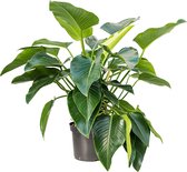 Philodendron green beauty kamerplant