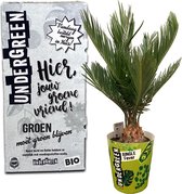 UNDERGREEN Cycas Revoluta Vredespalm - 50 cm - Kamerplant Cadeau