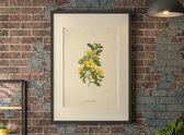 vintage poster bloem | candollea geel | A3