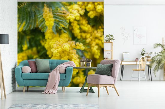 Behang - Fotobehang Gele mimosabloemen - Breedte 240 cm x hoogte 240 cm