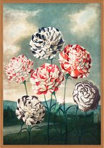Poster Anjers - Botanisch - Bloemen en Planten - Robert John Thornton - 59,4 x 84 cm - A1 - Matte Look - Geschikt om in te lijsten - Wanddecoratie - Muurdecoratie - Slaapkamer - Wo