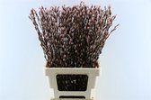 Salix katjes Rood - Verse Droogbloemen - 80cm - GRATIS BEZORGING