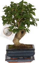 Bonsai van Botanicly – Ligustrum Sin. Bonsai – Hoogte: 25 cm