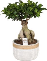 Bonsai van Botanicly – Ficus ginseng Bonsai – Hoogte: 40 cm