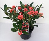 Hagen en struiken van Botanicly – Skimmia Temptation – Hoogte: 60 cm