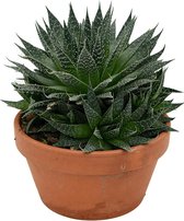 Kamerplant van Botanicly – Boom Aloë – Hoogte: 25 cm – Aloe Aristata