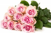 Avalanche+ - Rose Rozen - Bos 12 rozen - 70 cm lang - Verse rozen rechtstreeks van de kweker