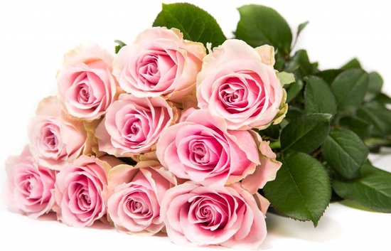 Avalanche+ - Rose Rozen - Bos 12 rozen - 70 cm lang - Verse rozen  rechtstreeks van de... | bol.com
