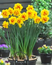 JP Plants - Narcis in grote schaal- in pot- Geel bloeiend - 27cm pot