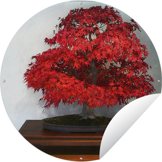 Tuincirkel Herfst bonsai - 60x60 cm - Ronde Tuinposter - Buiten