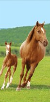 Badhanddoek Paarden - Strandlaken Paarden - 70x140cm - Badlaken Paarden  - 100% katoen  - Handdoek kinderen