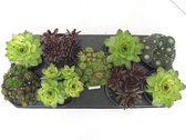 Sempervivum - Winterhard Vetplantje 2-4cm