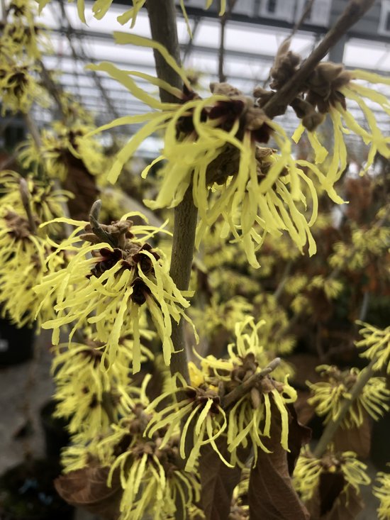 Zaubernuss ‚Pallida‘ – Winterhart, Gelbe Blüten, 60-80 Cm, Perfekt Als Solitärstrauch