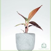 Stromanthe Sanguinea - Calathea triostar  - kamerplanten - geworteld - stekje - babyplantje - plantje