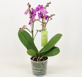 Orchidee van Botanicly – Vlinder orchidee – Hoogte: 40 cm, 2 takken – Phalaenopsis Multiflora Miller