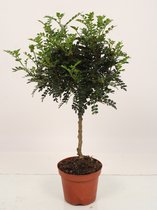 Boom van Botanicly – Chinese peper – Hoogte: 38 cm – Zanthoxylum simulans