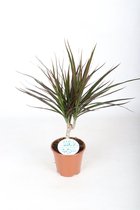 Kamerplant van Botanicly – Drakenboom – Hoogte: 55 cm – Dracaena Marginata