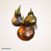 3 x Wax Amaryllis | Prestige Mix | grote bol | meerdere bloemstelen | Gardenlovers