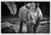 Neushoorn op Zwart Witte Foto op Aluminium  - Foto op Dibond - Aluminium Schilderij - 90x60 cm
