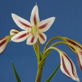 Crinum Cintho Alfa