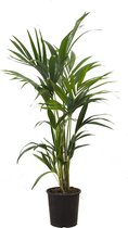 Kentiapalm - Howea forsteriana - Kamerplant - 110 cm - pot ∅ 21 cm