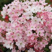 3x Rosa "Fortuna" | Bodembedekkende rozenstruik | Winterhard | Roze bloemen | Kale wortel planten | Leverhoogte 25-40cm