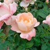 3x Rosa hybride "Isa Autissier" | Rozenstruik winterhard | Rood-oranje bloemen | Grootbloemig | Kale wortel planten | Leverhoogte 25-40cm