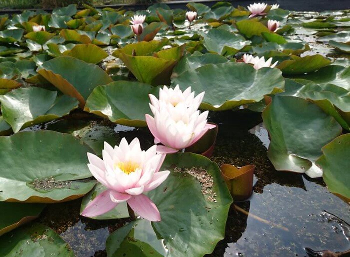 Waterlelie Nymphaea Marliacea rosea (lichtroze waterlelie) -vijverklaar opgeplant in een mand van 19 x 19 cm - Lang bloeiende, grootbloemige, roze waterlelie - Vijverplant - Vijverplanten Webshop