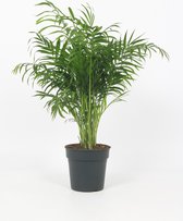 Kamerplant Chamaedorea Elegans - ± 60cm hoog – 19cm diameter