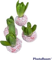 5 x Wax Hyacinten | rood met sneeuw | grote bloem | gardenlovers