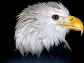 Dibond - Dieren - Wildlife / Eagle / Adelaar in wit / zwart / geel - 100 x 150 cm
