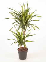 Kamerplant van Botanicly – Anita Variegata – Hoogte: 75 cm – Dracaena Riki