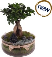 Bonsai van Botanicly – Ficus ginseng Bonsai – Hoogte: 35 cm