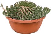 Cactus van Botanicly – Euphorbia Inermis – Hoogte: 20 cm