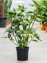 Plantenwinkel Aucuba japonica L100 cm kamerplant