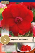 Begonia 'Double Red' - zomerbollen