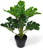 Monstera plant 60cm