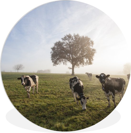 WallCircle - Wandcirkel ⌀ 140 - Koeien - Licht - Mist - Ronde schilderijen woonkamer - Wandbord rond - Muurdecoratie cirkel - Kamer decoratie binnen - Wanddecoratie muurcirkel - Woonaccessoires