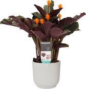 Hellogreen Kamerplant - Calathea Crocata Candela - 45 cm - ELHO Vibes sierpot Zijdewit