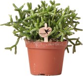 Groene plant - Rhipsalis Burchellii- potmaat Ø6cm - groene kamerplant - vers van de kweker