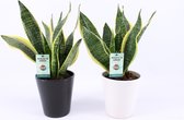 Bomen van Botanicly – 2 × Vrouwentongen – Hoogte: 30 cm – Sansevieria