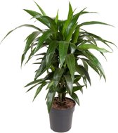 Kamerplant van Botanicly – Drakenboom – Hoogte: 80 cm – Dracaena fragr. Janet Craig
