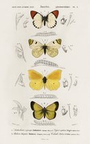 Poster vlinders - Vintage Schoolplaat - 44 x 70 cm - Wanddecoratie - Muurdecoratie - Slaapkamer - Woonkamer